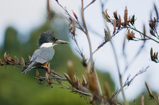 Kingfisher in the grounds of Termas de Puyehue, near Parque Nacional Puyehue in Chile; Lakes District, Chile