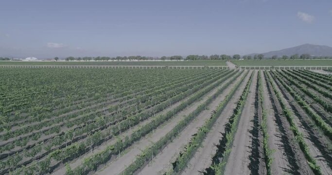 vi&ntilde;edos 