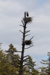 blue heron and nest