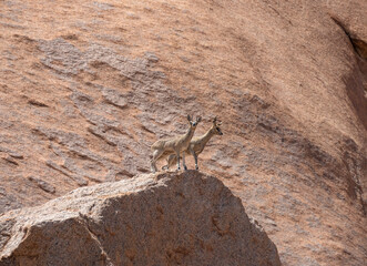 Klipspringer climbing rocks at Spitzkoppe, Namibia