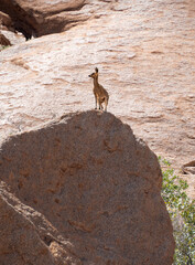 Klipspringer climbing rocks at Spitzkoppe, Namibia
