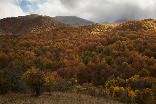 Autumnal forest in Parco Nazionale d'Abruzzo y Molise, Italy.; Parco Nazionale d'Abruzzo y Molise, Abruzzo province, Italy.