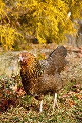 hen in the grass