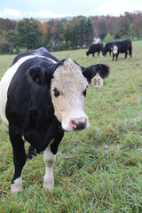 cow and cows in field