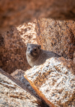 Rock hyrax also called dassie