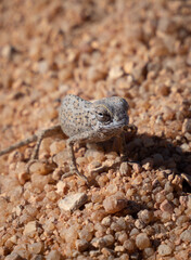 Baby Namaqua Chameleon, Namibia