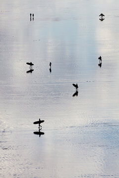 Surfers in silhouette, returning from the surf.; Saunton Sands, Barnstaple, Devon, England, Great Britain, United Kingdom.