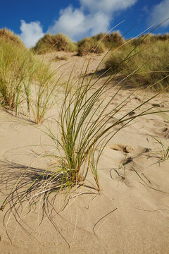 Marram grass, Ammophila arenaria, colonizing a sand a dune at Woolacombe Beach, Devon, Great Britain.; Woolacombe, Ilfracombe, Barnstaple, north Devon, southwest England, Great Britain, United Kingdom