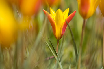 Close-up selective focus of a blossoming tulip with yellow and red petals in a field; Oregon, United States of America