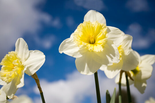 Close-up of blossoming daffodils in sunlight; Oregon, United States of America