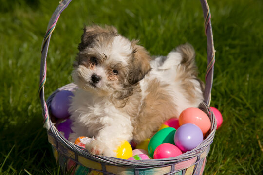 Puppy in an Easter Basket on the lawn; Oregon, United States of America