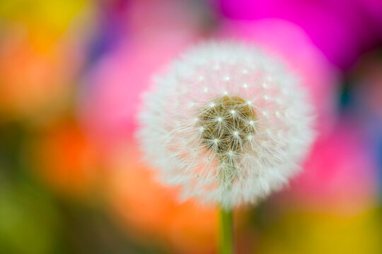 Close-up of a dandelion seedhead (Taraxacum) among wildflowers; Oregon, United States of America