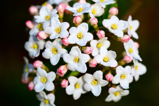 Daphne plant in bloom; Oregon, United States of America