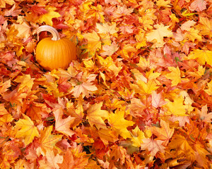 Pumpkin sits on the ground covered with fallen autumn coloured leaves; Oregon, United States of America
