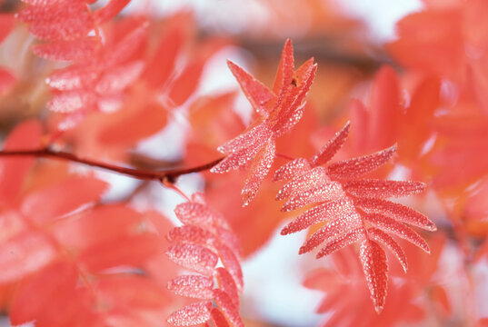 Dew on red tree leaves, Mount Rainier National Park; Washington, United States of America