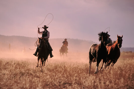 Cowboys roping on horseback; Seneca, Oregon, United States of America