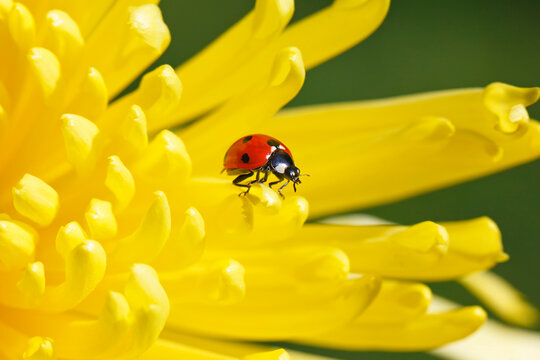 Close-up of a ladybug crawling on a petal of a yellow blossom; Oregon, United States of America