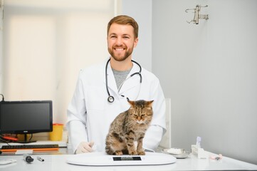 male doctor, veterinarian, with a stethoscope in veterinary clinic conducts examination and medical examination of domestic cat, concept of medical veterinary care, pet health.