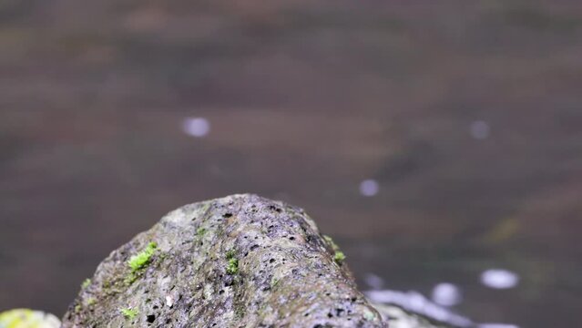 side view of a male rose robin standing on a rock at elebana falls in lamington national park of sth qld, australia