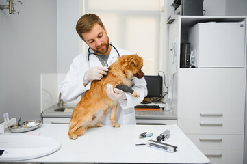 Happy veterinarians examining dog in clinic