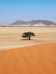 View from Elim Dunes, Namib Naukluft park, Namibia