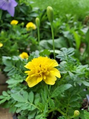 Yellow Marigold Flower