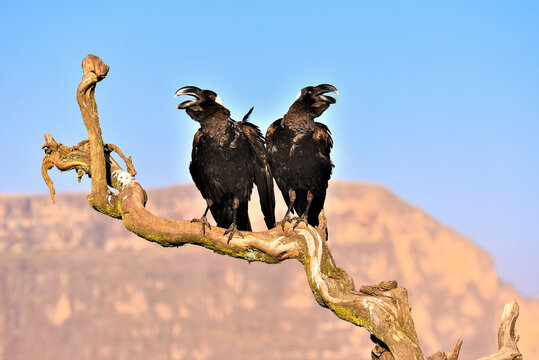 Two Ethiopian ravens perched on a branch and calling, Simien National Park; Ethiopia