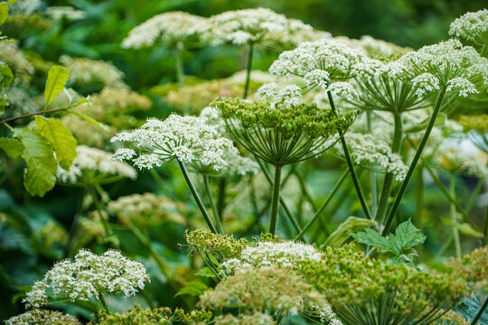 Cow parsnip (Heraculum lanatum) also known as Indian celery