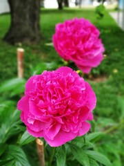 Pink Peony Roses 