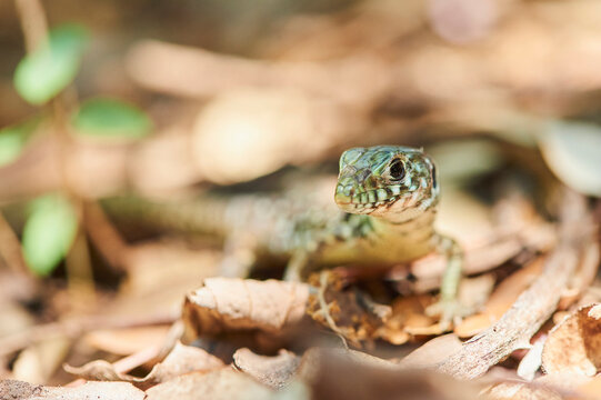 Portrait of an Ocellated lizard or jewelled lizard (Timon lepidus); Catalonia, Spain