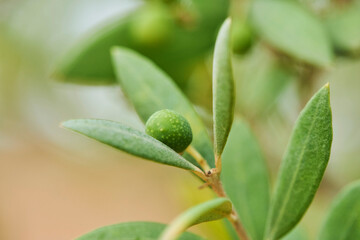 European olive (Olea europaea) fruit hanging on a tree; Catalonia, Spain
