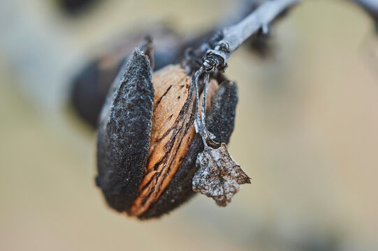 Close-up detail of an almond (Prunus amygdalus, syn. Prunus dulcis) nut in a nutshell; Catalonia, Spain