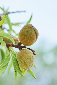 Close-up detail of an almond (Prunus amygdalus, syn. Prunus dulcis) nut in its hull; Catalonia, Spain