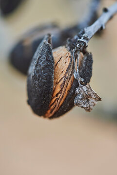 Close-up detail of an almond (Prunus amygdalus, syn. Prunus dulcis) nut in a nutshell; Catalonia, Spain