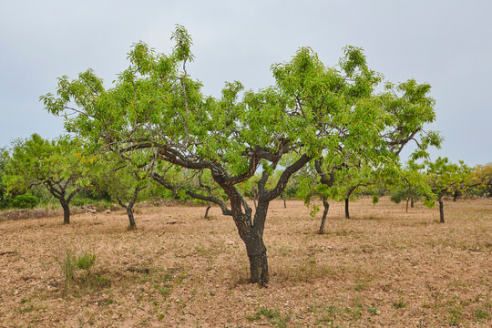 Almond (Prunus amygdalus, syn. Prunus dulcis) trees on a field; Catalonia, Spain
