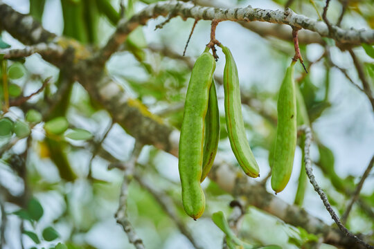 Carob (Ceratonia siliqua) fruits hanging on a tree; Catalonia, Spain