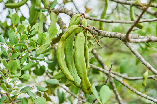 Cluster of Carob (Ceratonia siliqua) fruits hanging on a tree; Catalonia, Spainc