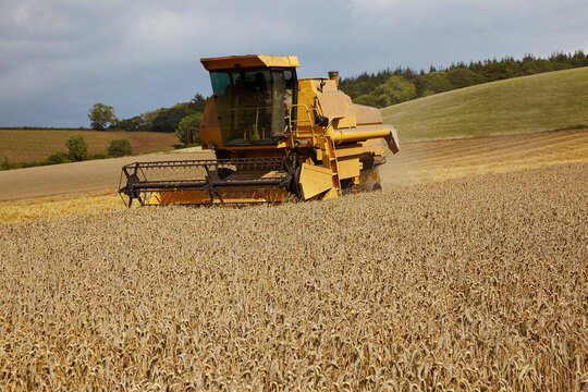 The late summer wheat harvest in southwest England.; Teignmouth, Devon, Great Britain.