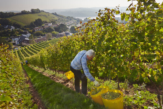 The autumn grape harvest in Devon, southwest England.; Bishopsteignton, Teignmouth, Devon, England, Great Britain.
