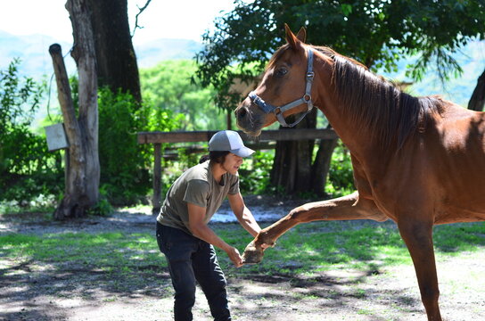 Hombre joven trabajando en la recuperaci&oacute;n de un caballo por lesi&oacute;n deportiva. Caballo enongando y haciendo estiramiento. Equinoterapia de persona