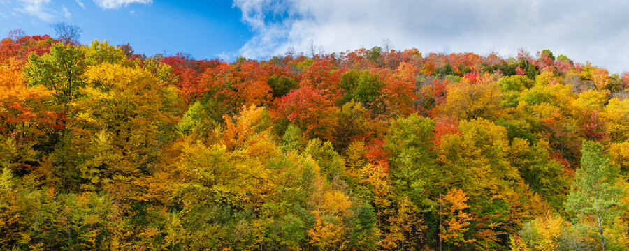 Vibrant autumn colours on tree foliage of a forest in Mille-Isles municipality of the Laurentides of Quebec, Canada; Quebec, Canada