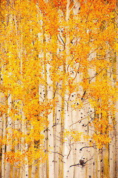 Yellow Aspen trees at the peak of fall colours; Colorado, United States of America