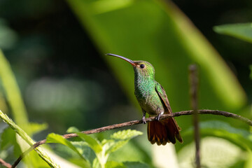 Rufous-tailed hummingbird perched on branch in Drake Bay, Costa Rica