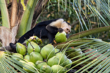 White-faced capuchin tearing into a coconut at Drake Bay, Costa Rica