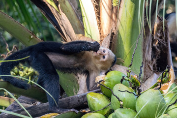 White-faced capuchin monkey licking coconut water in Drake Bay, Costa Rica