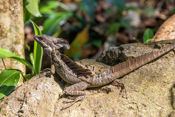 A male crested brown basilisk sitting on a rock