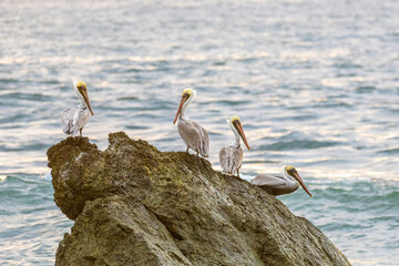 Four brown pelicans perched on coastal rock at Drake Bay, Costa Rica