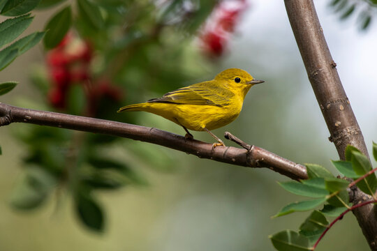 Wilson's Warbler (Cardellina pusilla) perched in a Mountain Ash tree (Sorbus aucuparia); Fairbanks, Alaska, United States of America