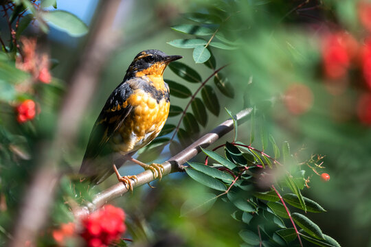 Close-up of a varied thrush (Ixoreus naevius) perched in a mountain ash tree with bright red berries in the background; Fairbanks, Alaska, United States of America