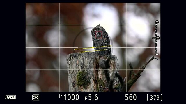 Looking directly into the camera viewfinder while photographing a rare owl in nature The Eurasian scops owl (Otus scops).